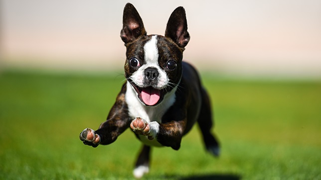 Boston Terrier, loyal and family orientated