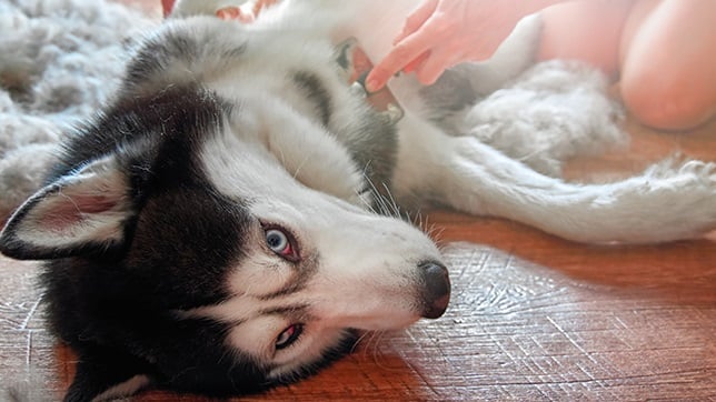 Siberian Husky