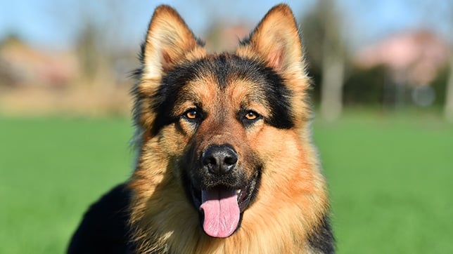 German Shepherds