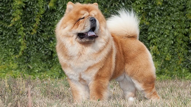 Chow Chow