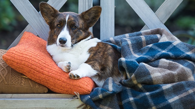 Cardigan Welsh Corgi