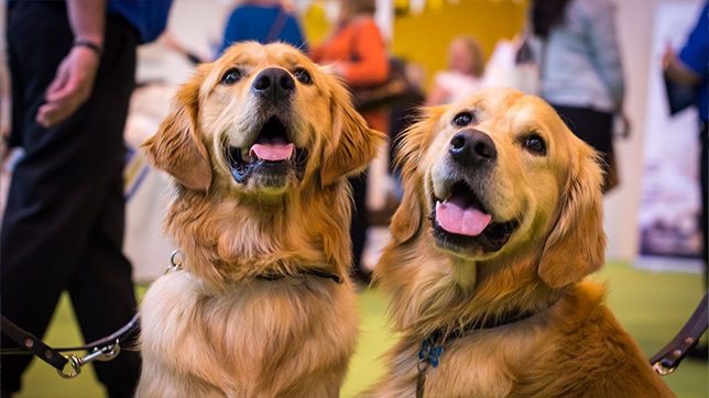 Labrador guide dogs at This Morning Live