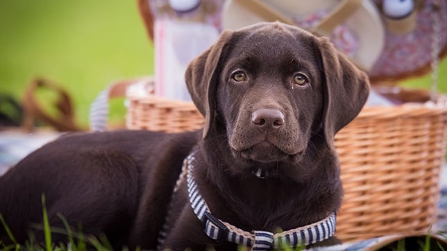 The secret to a successful dog-friendly picnic is all about being prepared