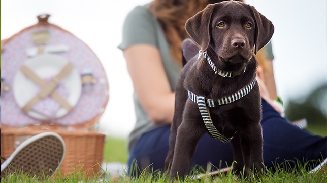 Dog-safe foods will avoid any gastro-intestinal issues