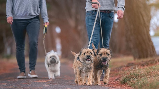 Enjoying quality time with dogs over Christmas