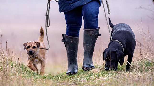 Adopting a dog can be a life-changing experience