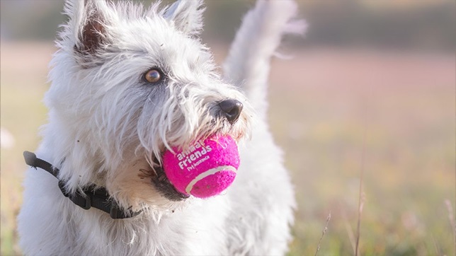 Scotland has produced some very distinctive dog breeds