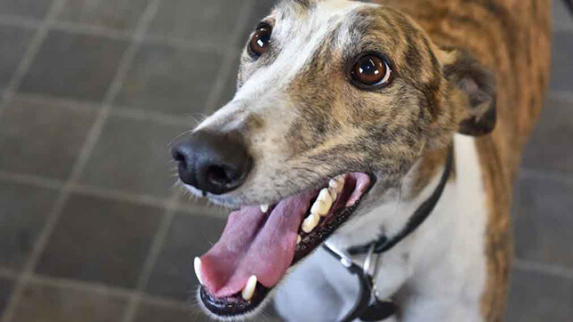 A happy dog on a tiled floor 