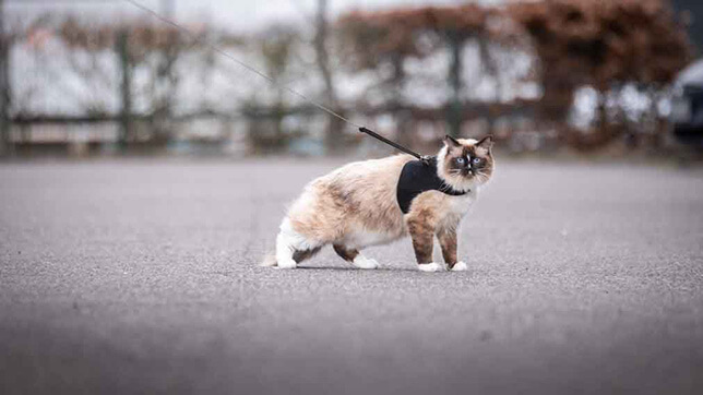 A cat on a lead