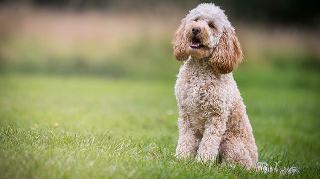 A Cockapoo sat in the grass