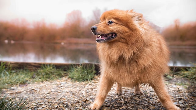 Dog sales laxative uk