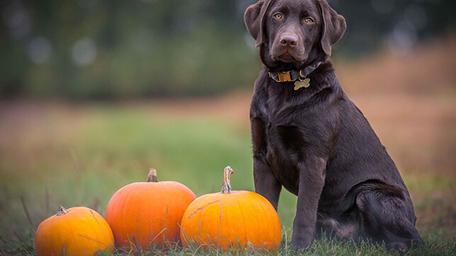 A brown dog sitting next to pumpkins
