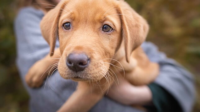 A person holding a puppy