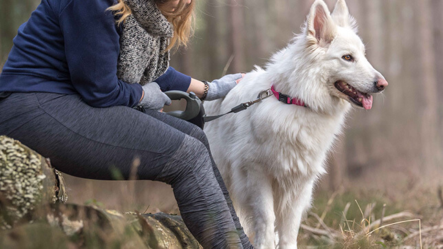 A dog on a walk