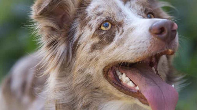 Close up of a dog panting