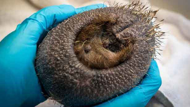 A hedgehog with alopecia