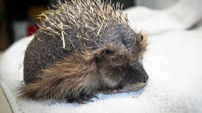 A hedgehog with alopecia