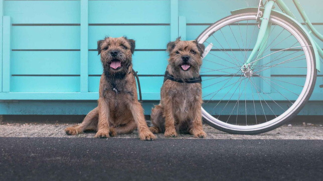 2 border terriers sit near a bike