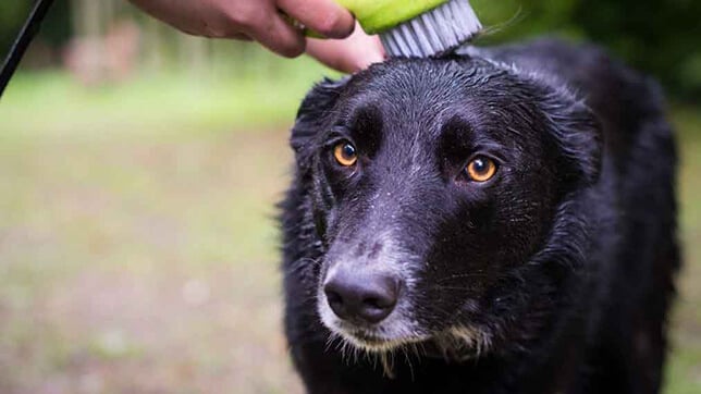 A black dog being cleaned