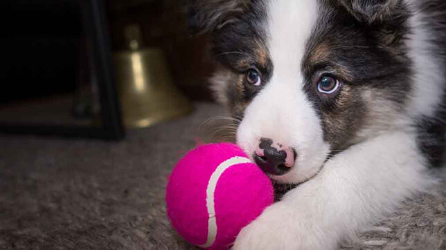 Puppy playing with a ball