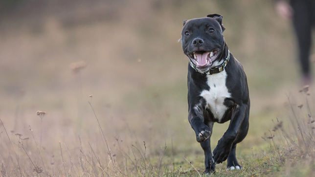 Staffordshire Bull Terriers make great pets and have been nicknamed the 'nanny dog', as they are great with families and children