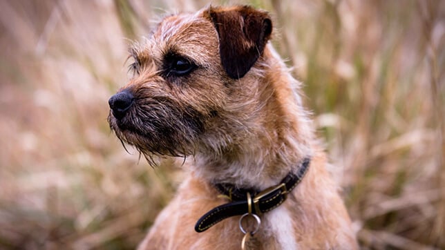 A Border Terrier