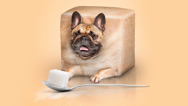 AFI_Sugar cube_600.jpg