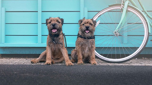Terriers infront of a bike