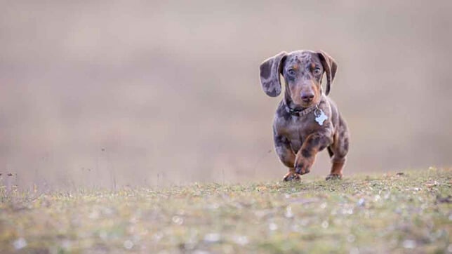 AFI_top-10-most-popular-breeds-in-the-uk-6-1013x675_600.jpg
