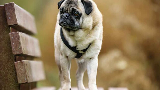 AFI_top-10-most-popular-breeds-in-the-uk-7-1013x675_600.jpg