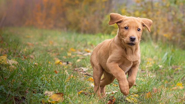 A puppy running through a field