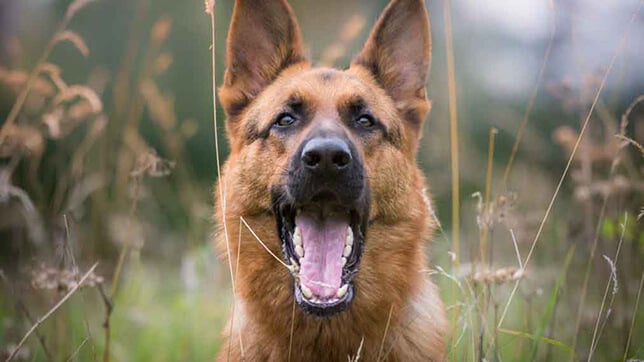A dog barking in a field