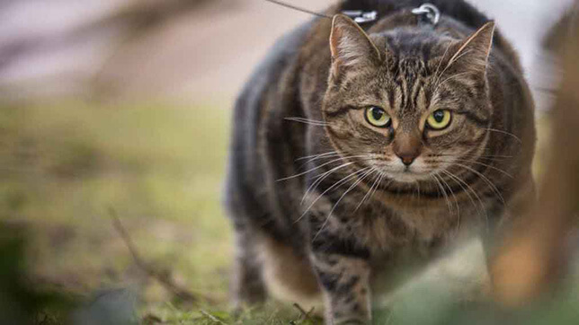 A tabby cat on a lead