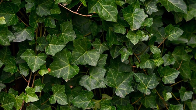 A picture of ivy