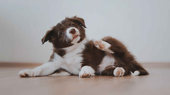 A picture of a puppy scratching