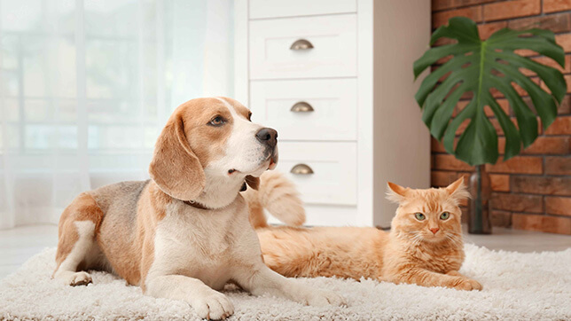 Beagles behave very well with cats
