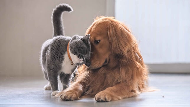 Golden Retrievers are the perfect pairing with cats of all ages and sizes