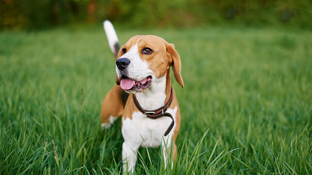 A dog in the grass