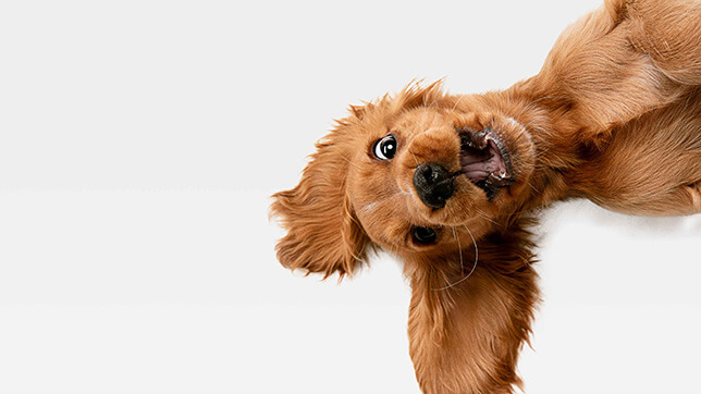 A red dog leaning over