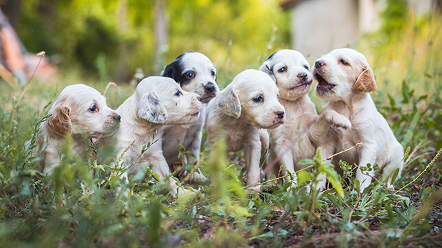 6 puppies