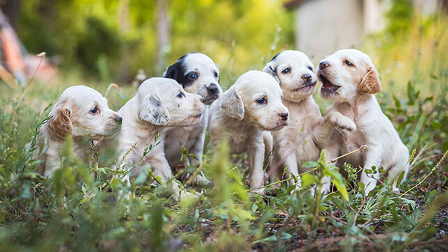 what are the effects of puppy mills