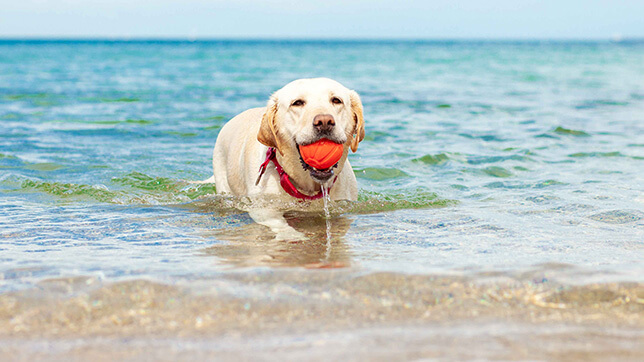 a dog in a body of water with a ball in its mouth