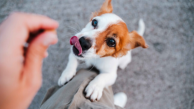A dog being fed a treat