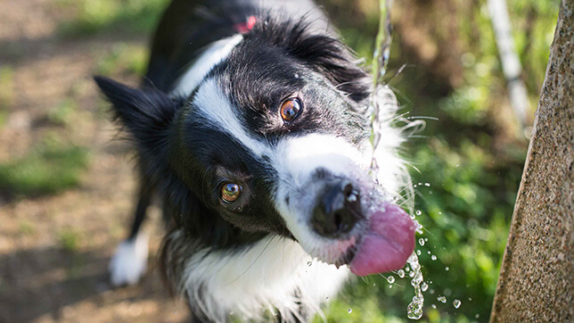 A dog drinking water