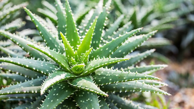 A picture of Aloe Vera