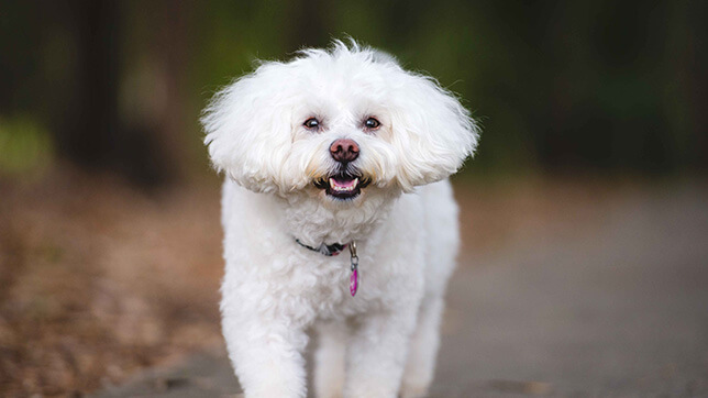 Bichon Frises suit laid back cats, but may require supervision