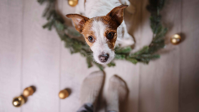 A dog at a person's feet on Christmas