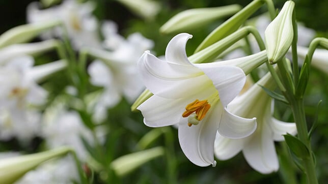 A picture of lilies