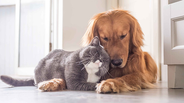 A dog and cat cuddling