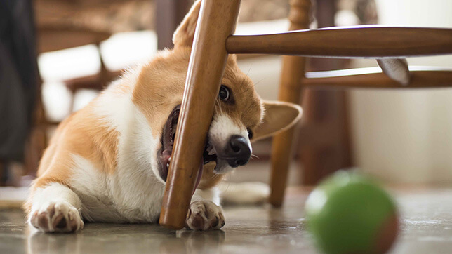 Dog chewing a chair leg